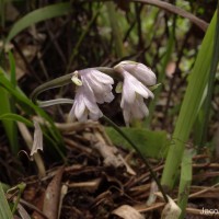 Ophiopogon